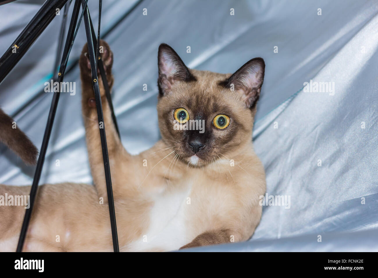 Un petit mâle tabby cat lying de contact avec les yeux. Banque D'Images