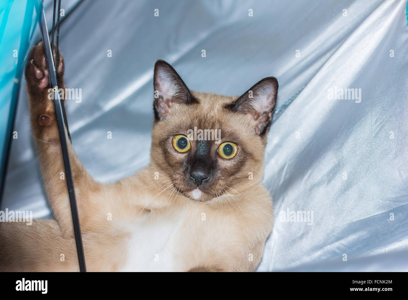 Un petit mâle tabby cat lying de contact avec les yeux. Banque D'Images