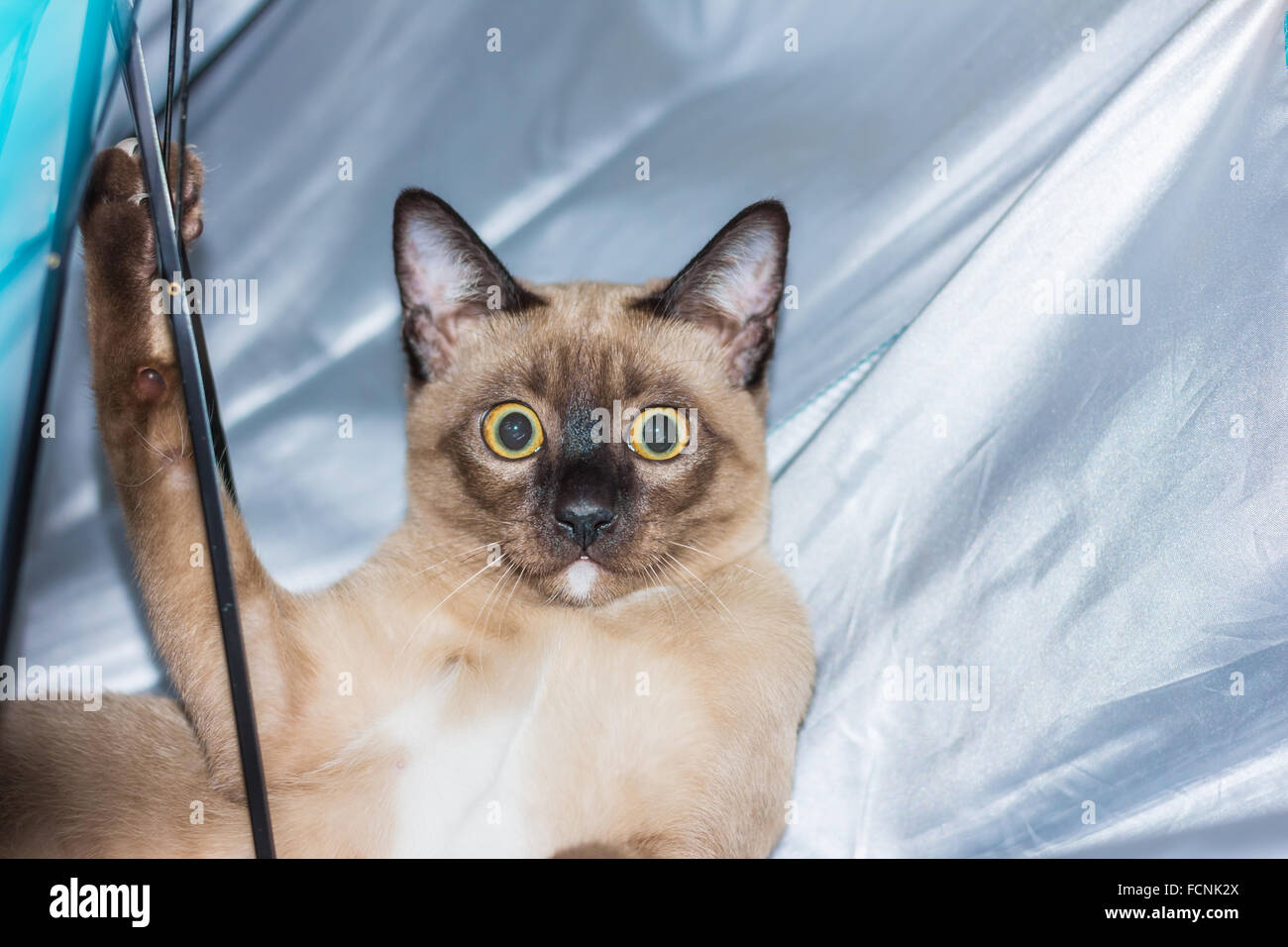 Un petit mâle tabby cat lying de contact avec les yeux. Banque D'Images