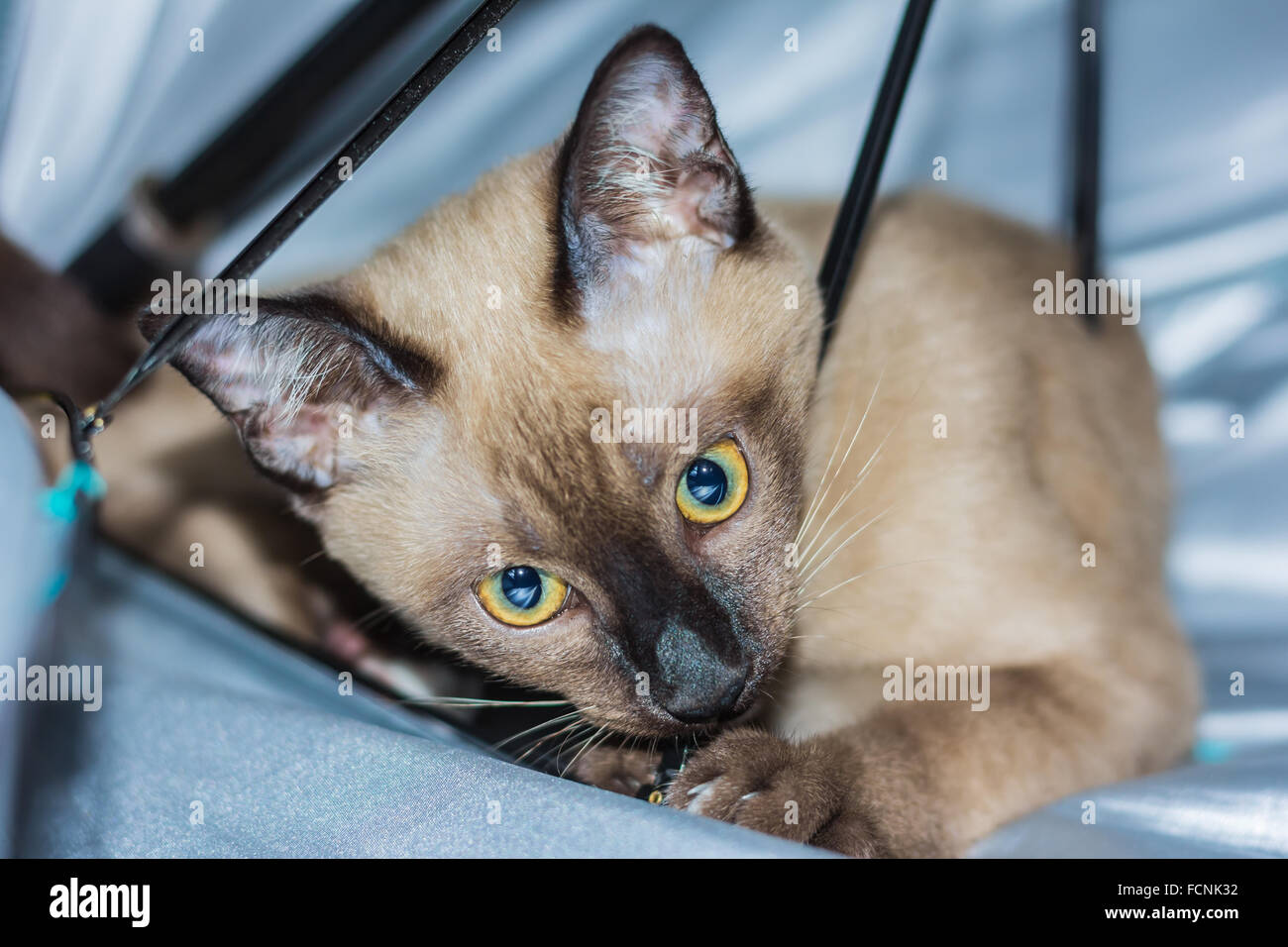 Un petit mâle tabby cat lying de contact avec les yeux. Banque D'Images