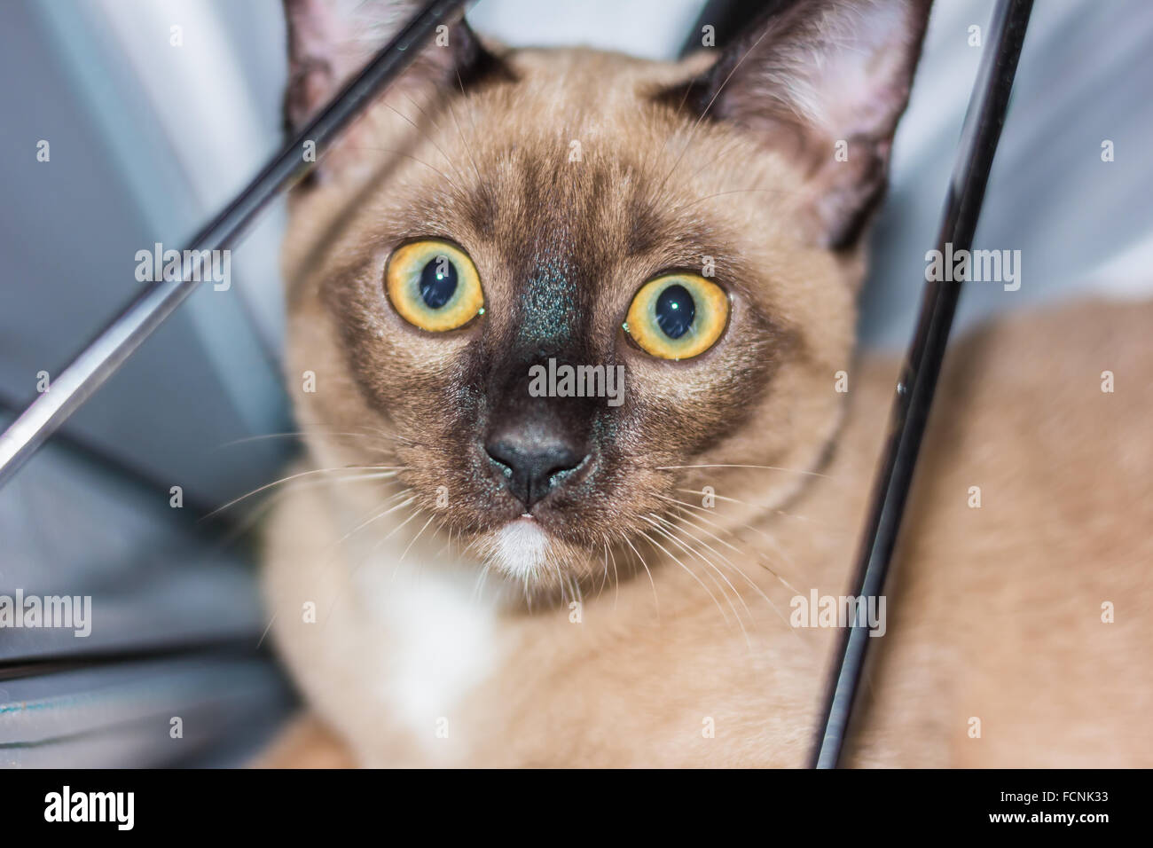 Un petit mâle tabby cat lying de contact avec les yeux. Banque D'Images