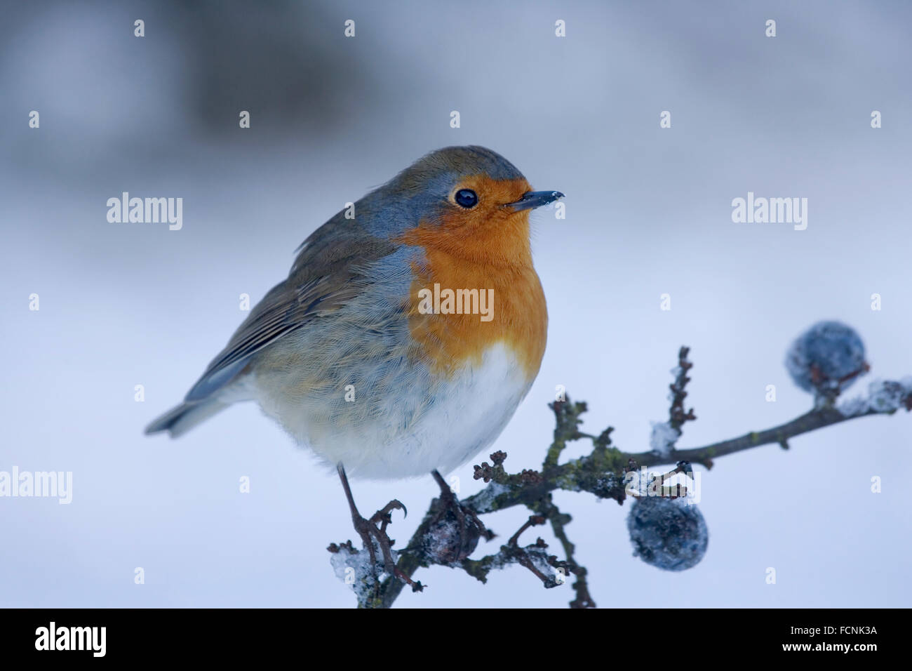 European Robin (Erithacus rubecula aux abords) perchés dans Blackthorn (prunelle) bush (Prunus spinosa) dans la neige, Bentley, Suffolk, 08 Janvier Banque D'Images