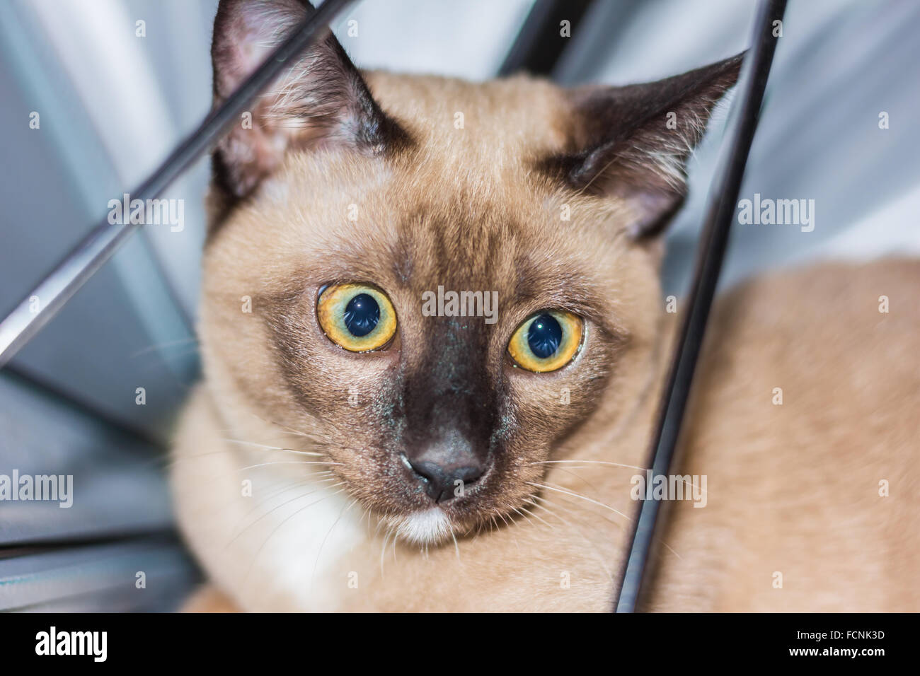 Un petit mâle tabby cat lying de contact avec les yeux. Banque D'Images