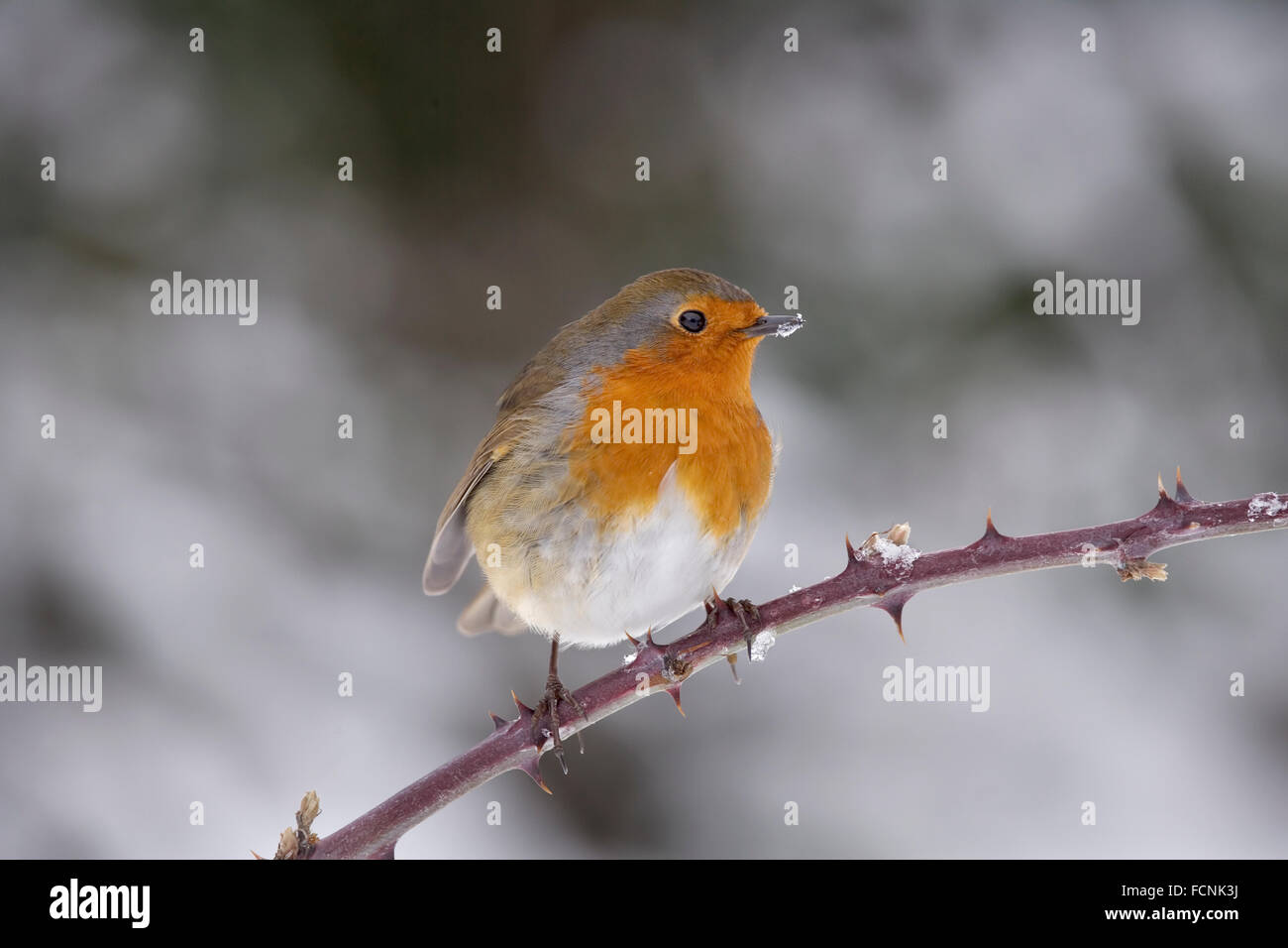 European Robin (Erithacus rubecula aux abords) perché sur bramble avec de la neige autour de son bec, Bentley, Suffolk, Janvier 2010 Banque D'Images