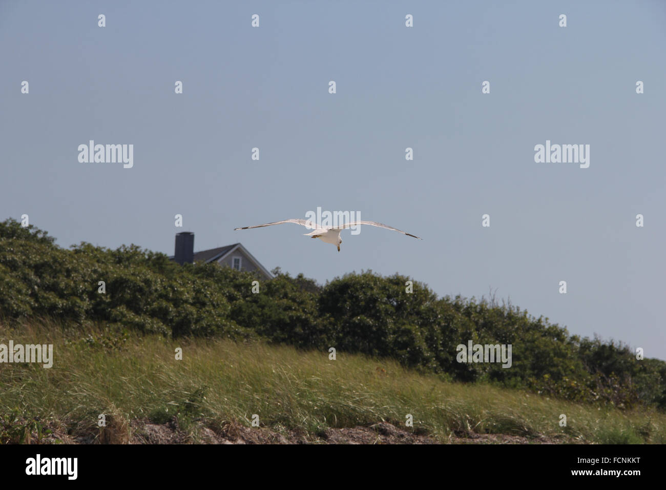 Le vol de mouette à Cape Cod Banque D'Images