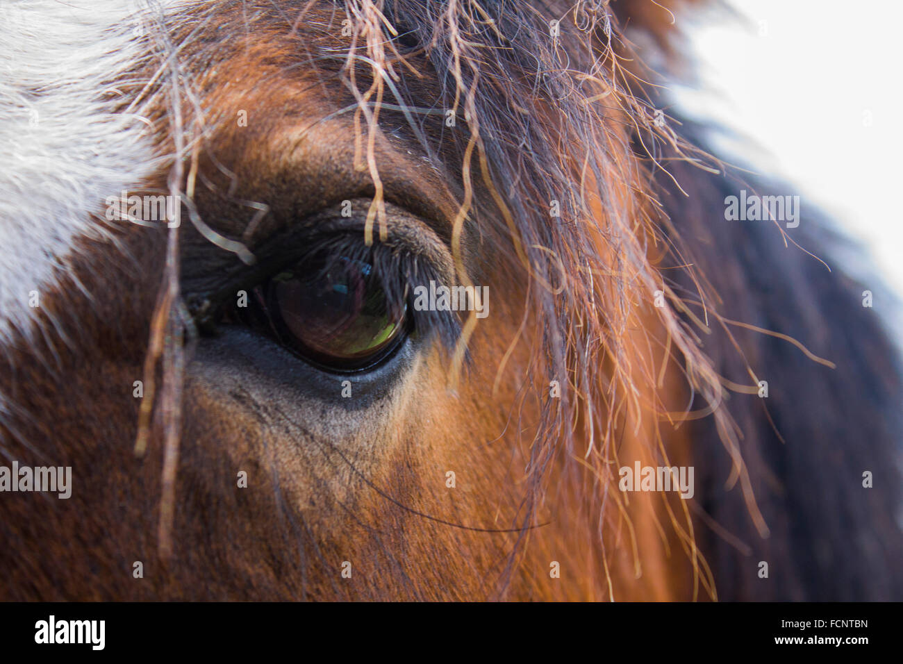 Oeil de cheval Banque D'Images