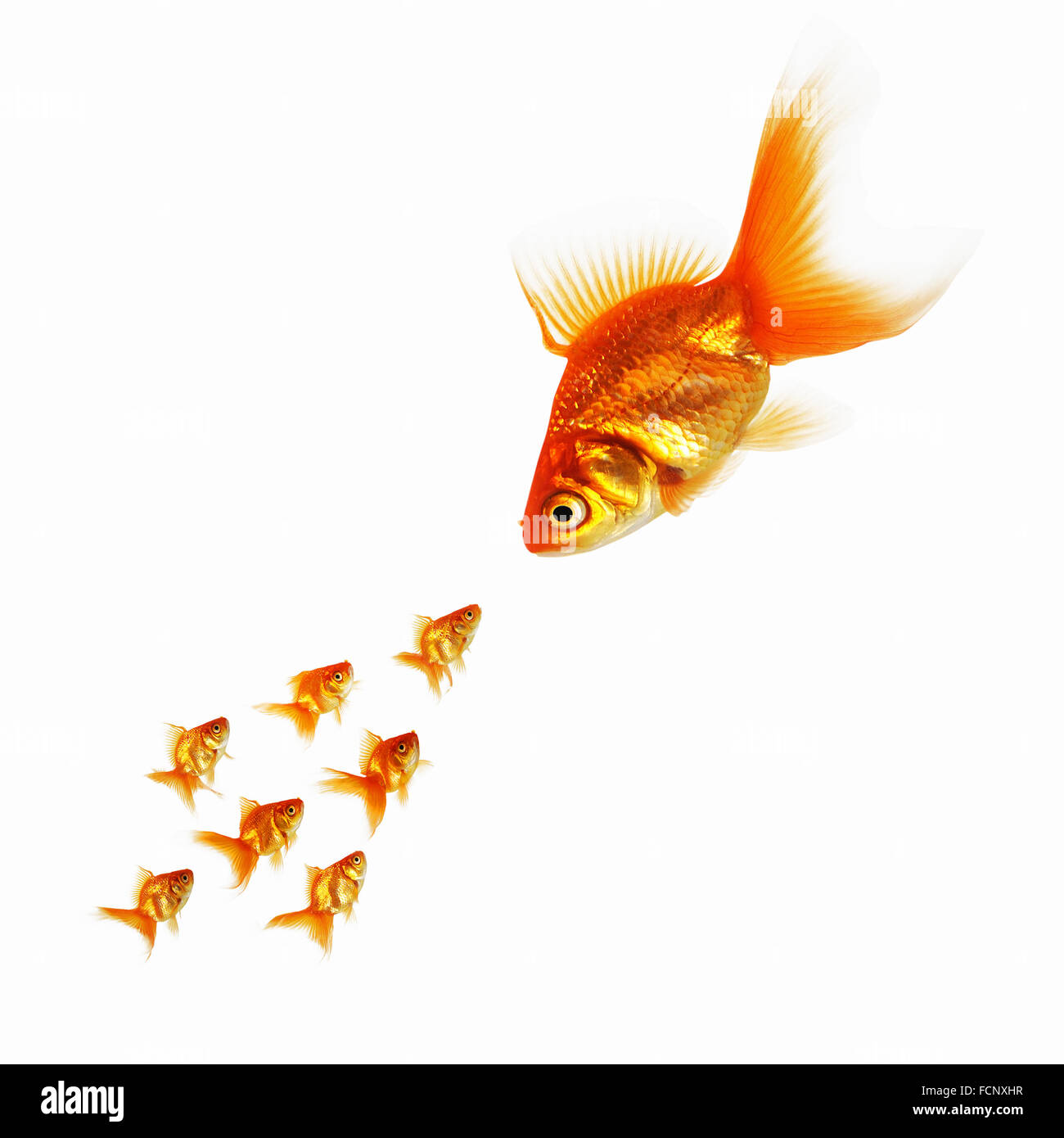 De nombreux poissons d'or ensemble en tant que symbole de l'esprit d'équipe Banque D'Images