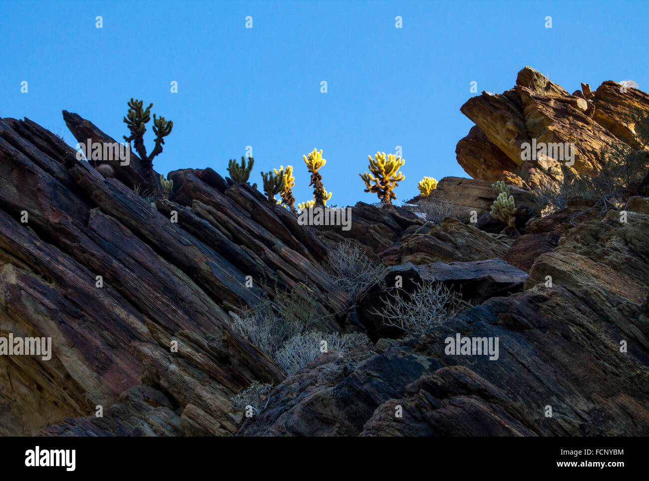 Soleil du matin dans la région de Indian Canyon, Palm Springs Banque D'Images