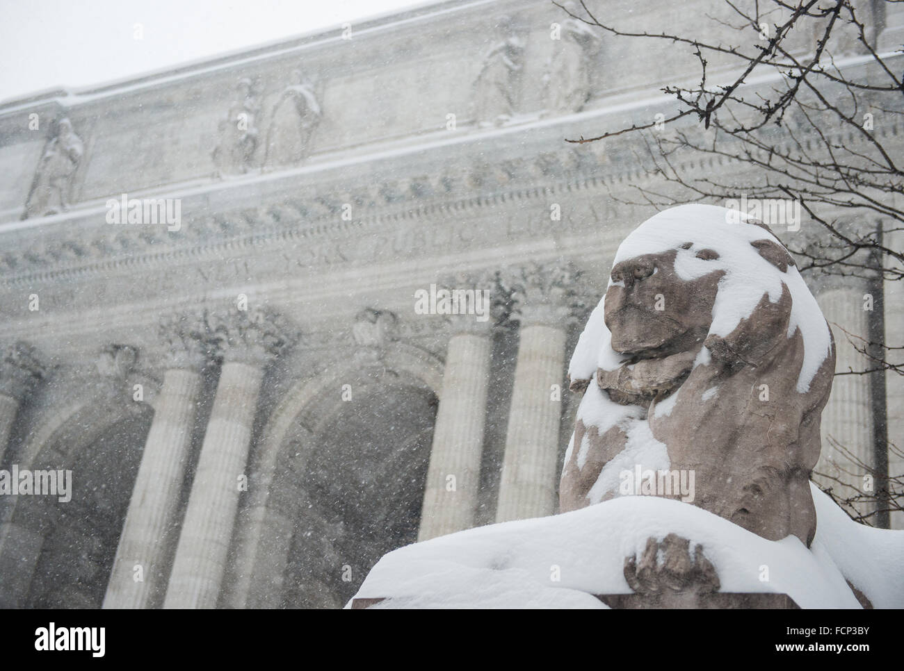 New York, USA. 23 Jan, 2016. Lion statue recouverte de neige à l'extérieur de New York Public Library à Midtown Manhattan, New York City pendant la tempête de blizzard Jonas. 23 janvier, 2016. Credit : Brigette Supernova / l'accent Photos/Alamy Live News Banque D'Images