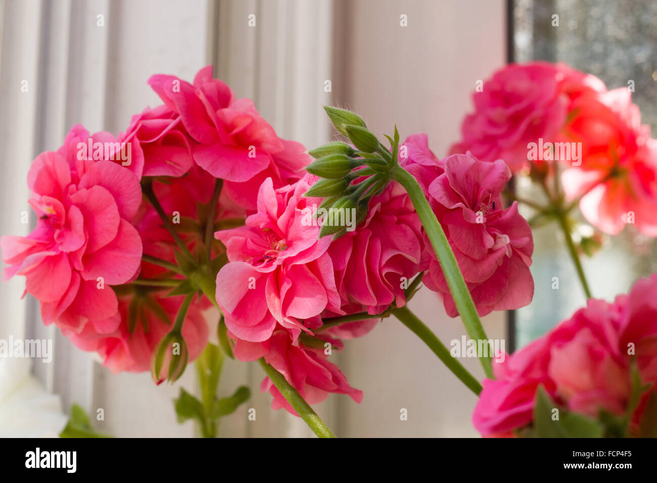 Gros plan du Pelargonium hortorum fleur rose Banque D'Images