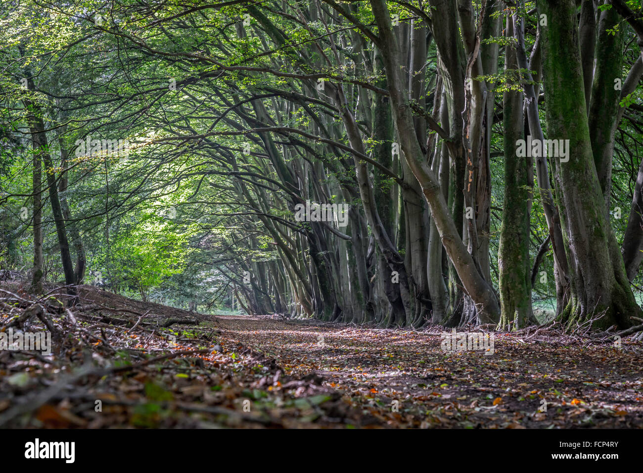 Dans les bois près de Chilgrove Banque D'Images