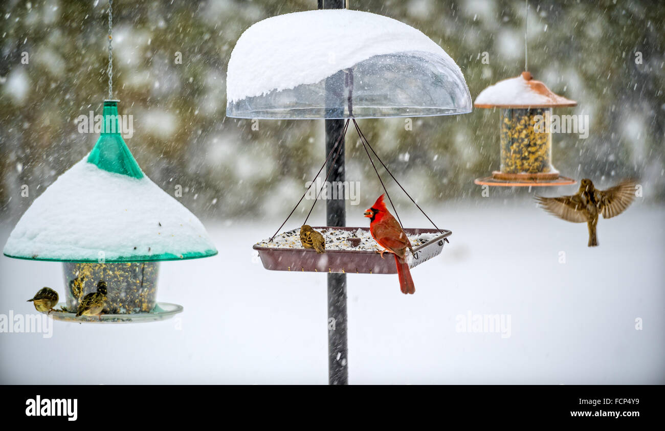 Merrick, New York, USA. 23 Jan, 2016. Billet est strictement pour les oiseaux, quand Blizzard Jonas apporte la neige et les rafales de vent dangereuses à Long Island, et le gouverneur Cuomo interdit les voyages, l'arrêt L.I.'s routes et chemins de fer, en raison de conditions dangereuses. Un mâle rouge cardinal et plusieurs roitelets manger les graines d'une variété de mangeoires suspendues dans un jardin de banlieue, comme la tempête de 2016 déjà baissé de plus de 30 cm de neige sur la rive sud ville de Merrick, avec beaucoup plus de neige attendus au cours samedi et dimanche. © Ann Parry/ZUMA/Alamy Fil Live News Banque D'Images