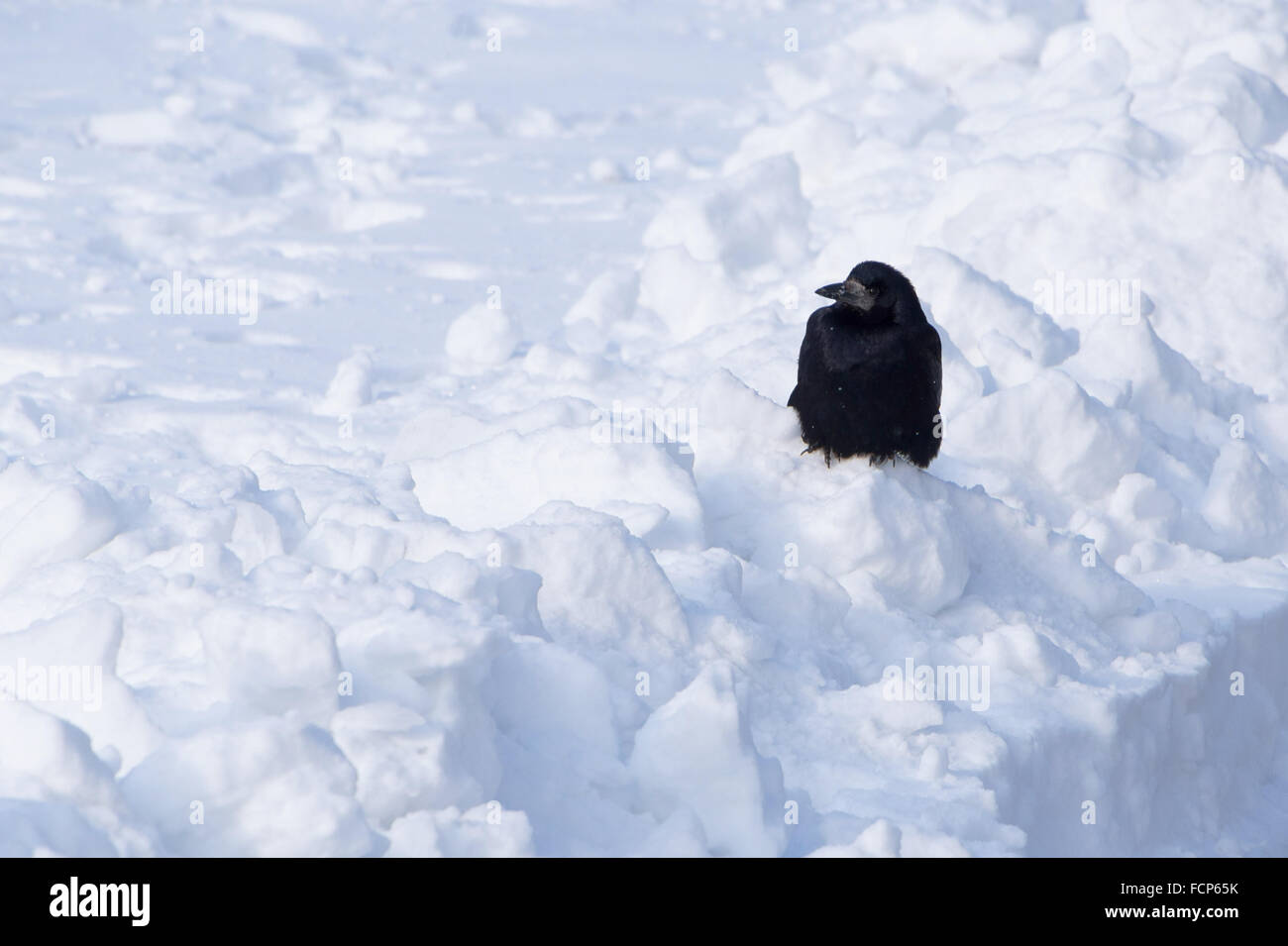 Noir corbeau assis sur snowdrift Banque D'Images
