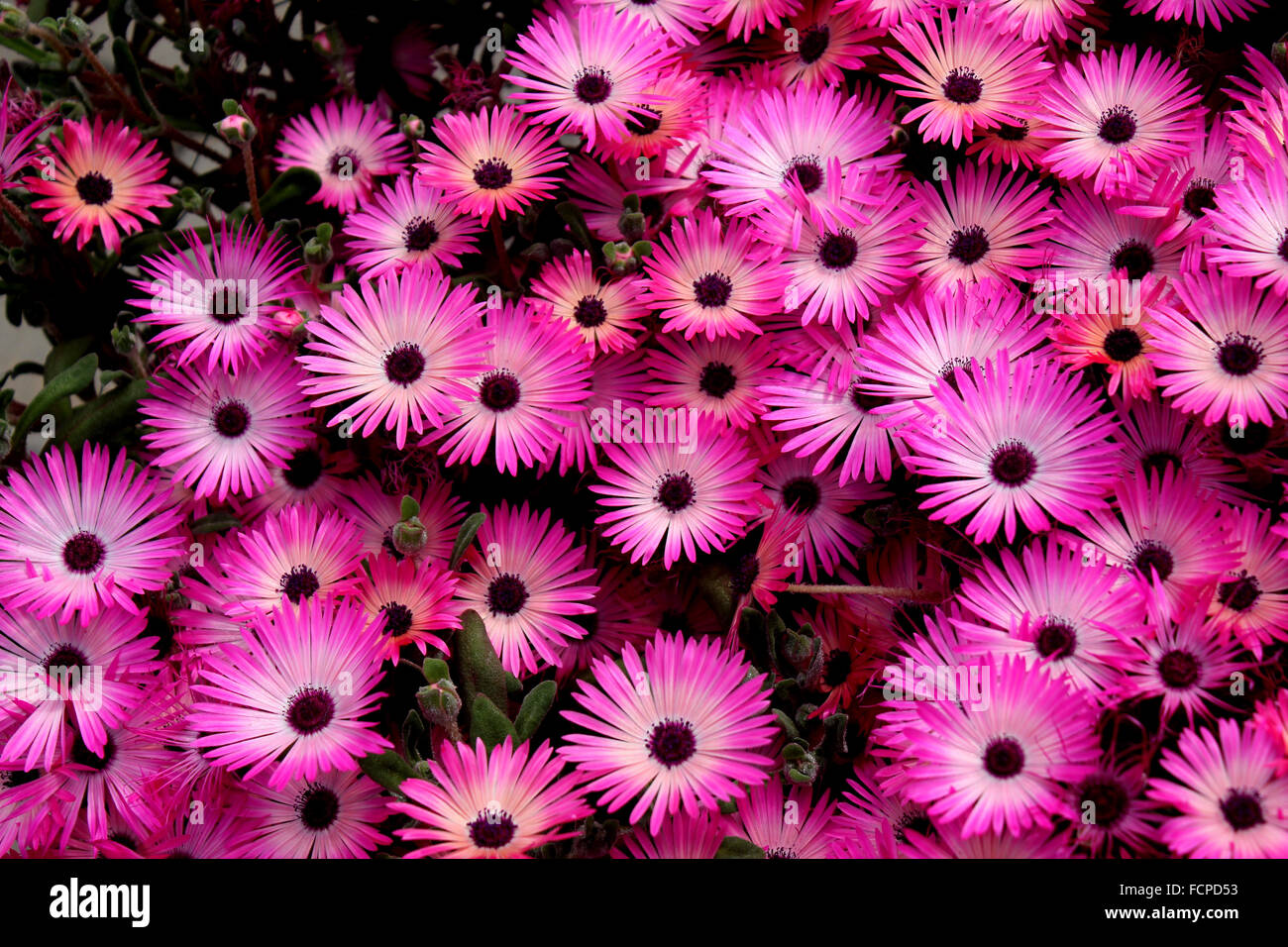 Mesembryanthemum bellidiformis, Livivingstone daisy, formant des tapis d'herbes ornementales populaires, glace linéaire parsemée de feuilles, de fleurs Banque D'Images