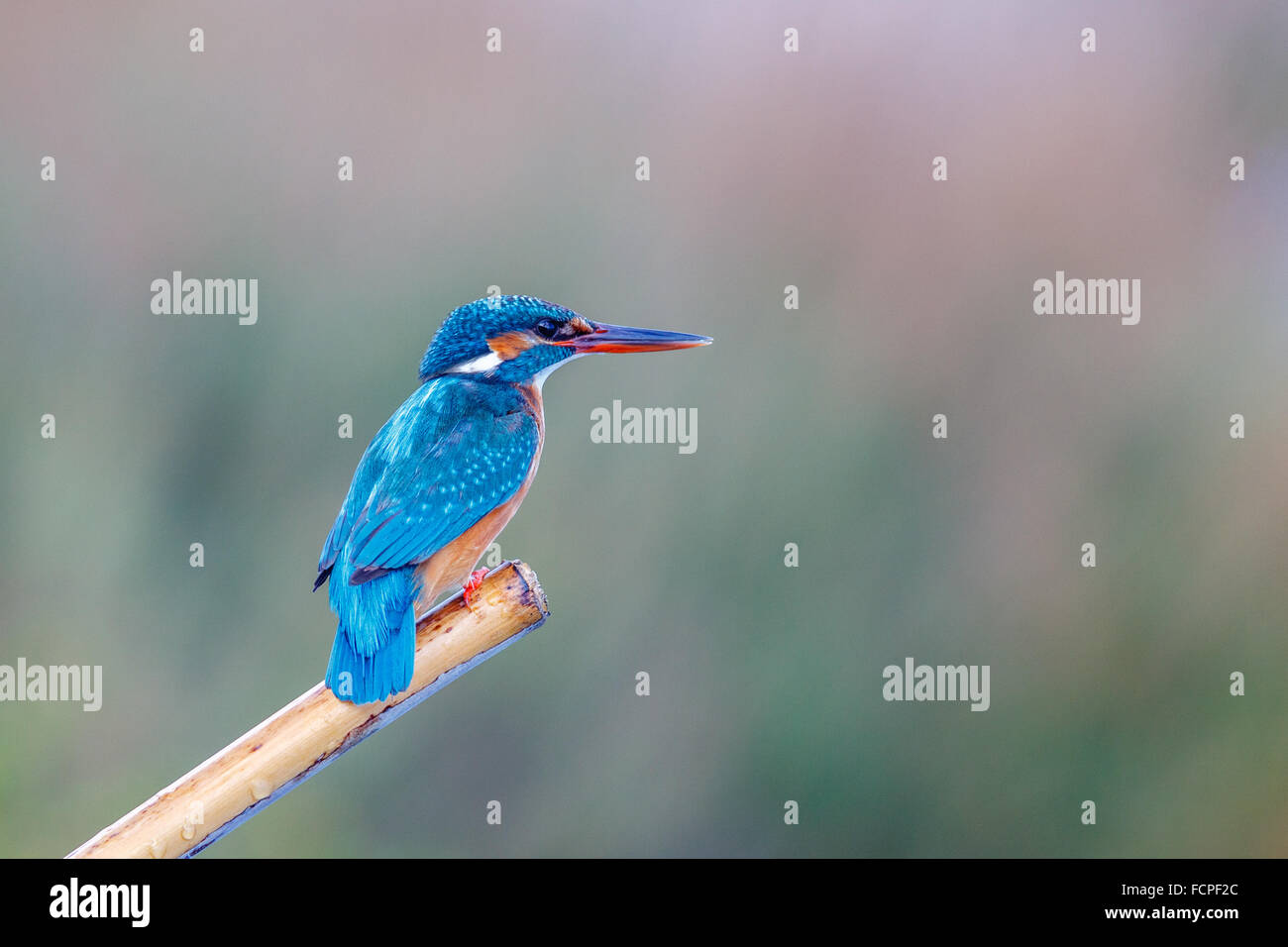 Kingfisher (Alcedo atthis) Banque D'Images