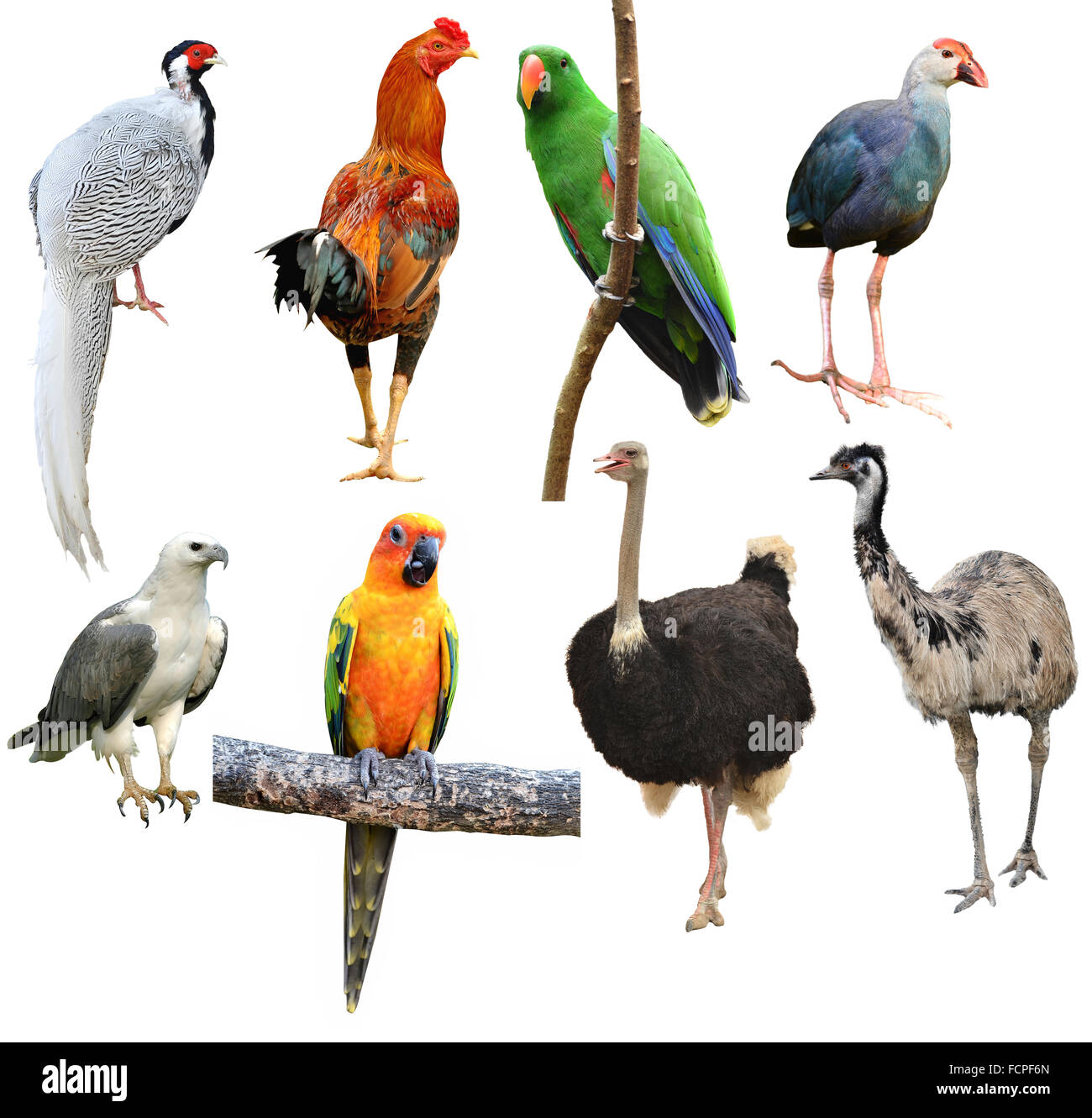 Collection d'oiseau isolé sur fond blanc Banque D'Images