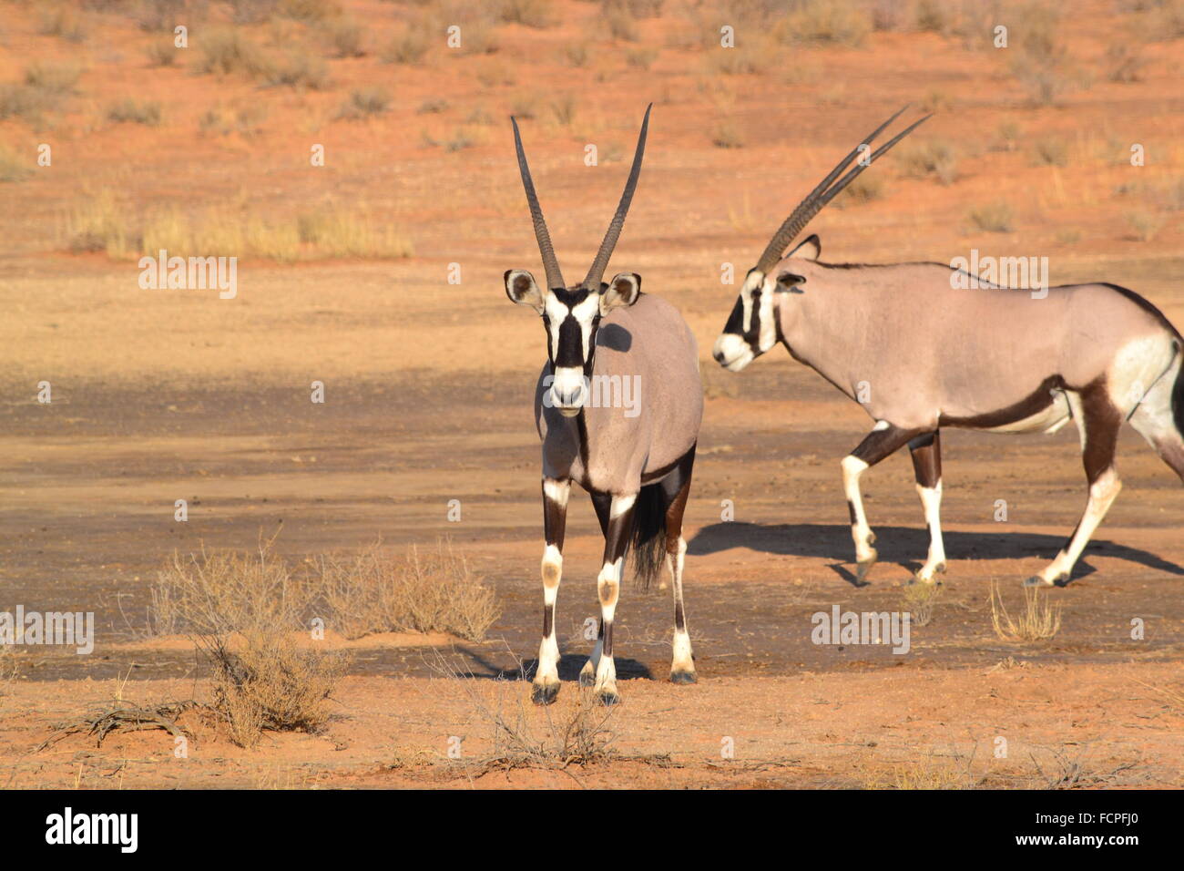 L'antilope oryx deux dans le parc transfrontalier de Kgalagadi, Afrique du Sud Banque D'Images