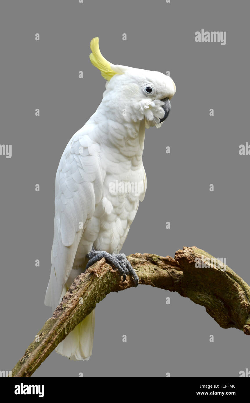 Baby Cockatoo Banque D Image Et Photos Alamy