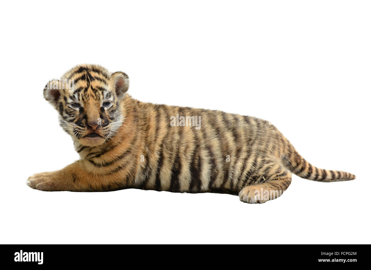 Bebe Tigre Du Bengale Isole Sur Fond Blanc Photo Stock Alamy