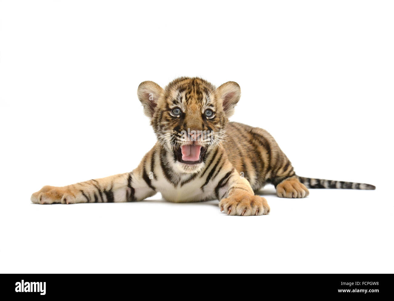 Bebe Tigre Du Bengale Isole Sur Fond Blanc Photo Stock Alamy