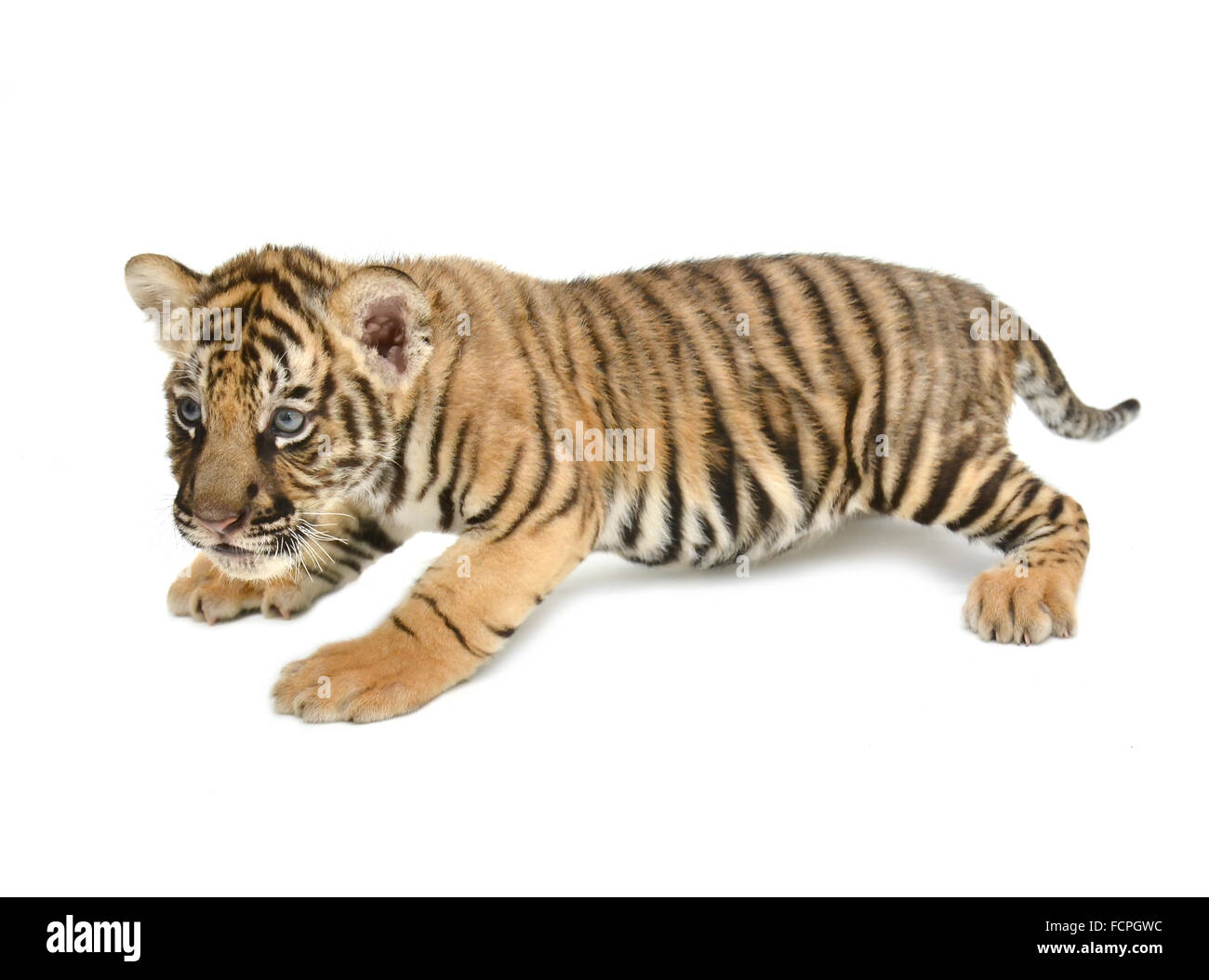 Bebe Tigre Du Bengale Isole Sur Fond Blanc Photo Stock Alamy