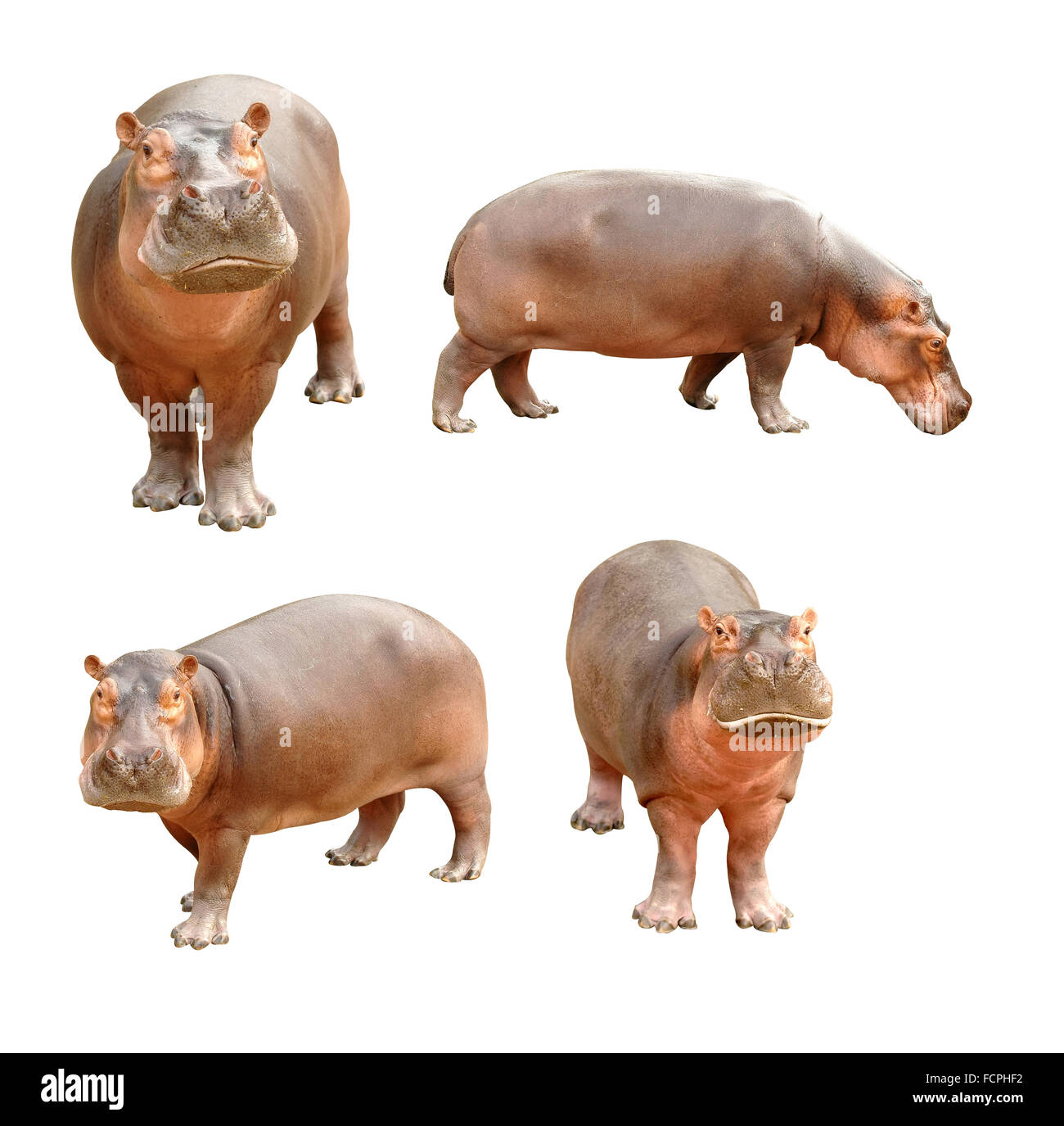 Hippopotamus isolé sur fond blanc Banque D'Images