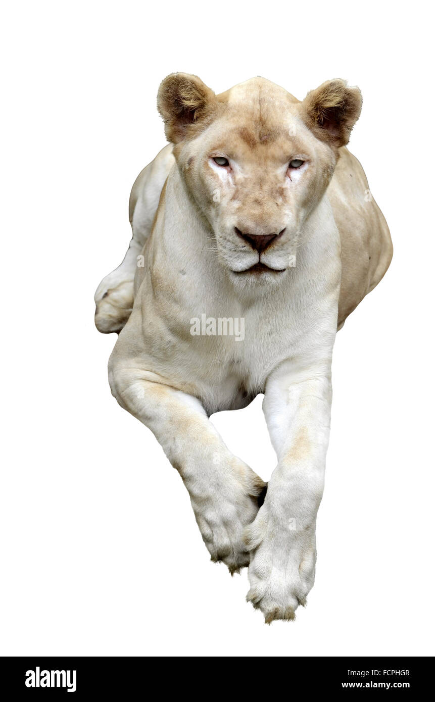 Lion blanc isolé sur fond blanc Banque D'Images