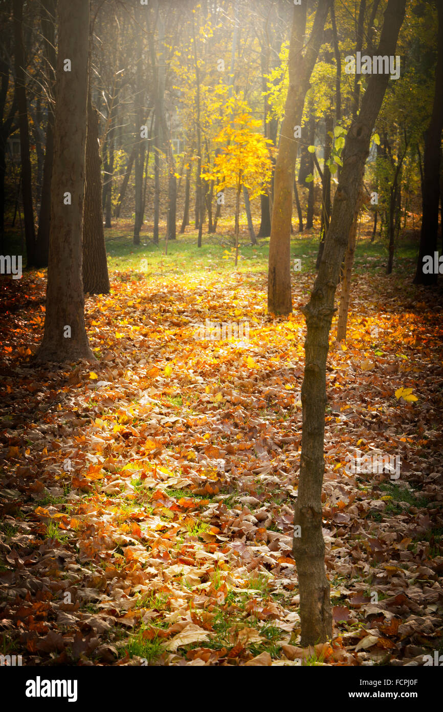 Arbre dans la lumière du soleil dans une forêt à la fin de l'automne Banque D'Images