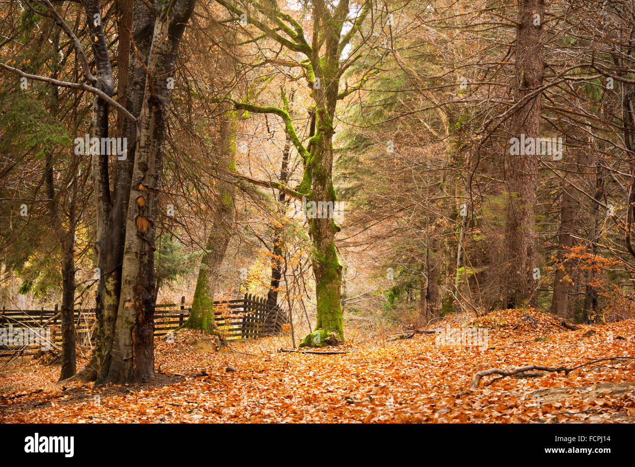 Arbre dans la lumière du soleil dans une forêt à la fin de l'automne Banque D'Images