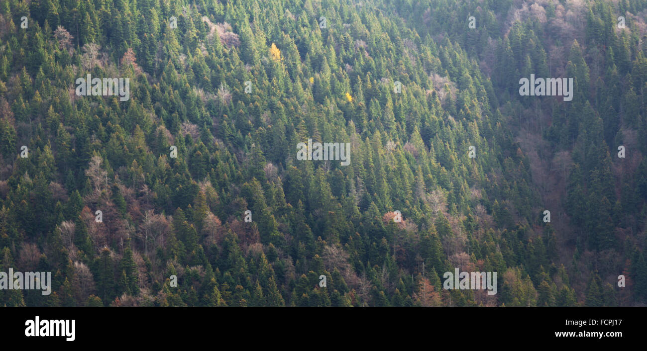 Vue paysage de forêt de sapin dans la lumière au coucher du soleil Banque D'Images