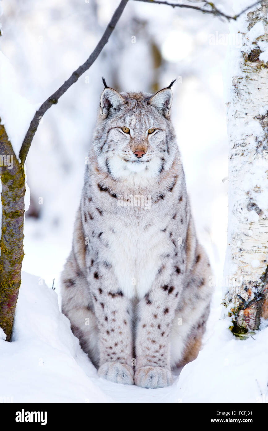 Close-up of fier chat lynx dans la forêt d'hiver Banque D'Images