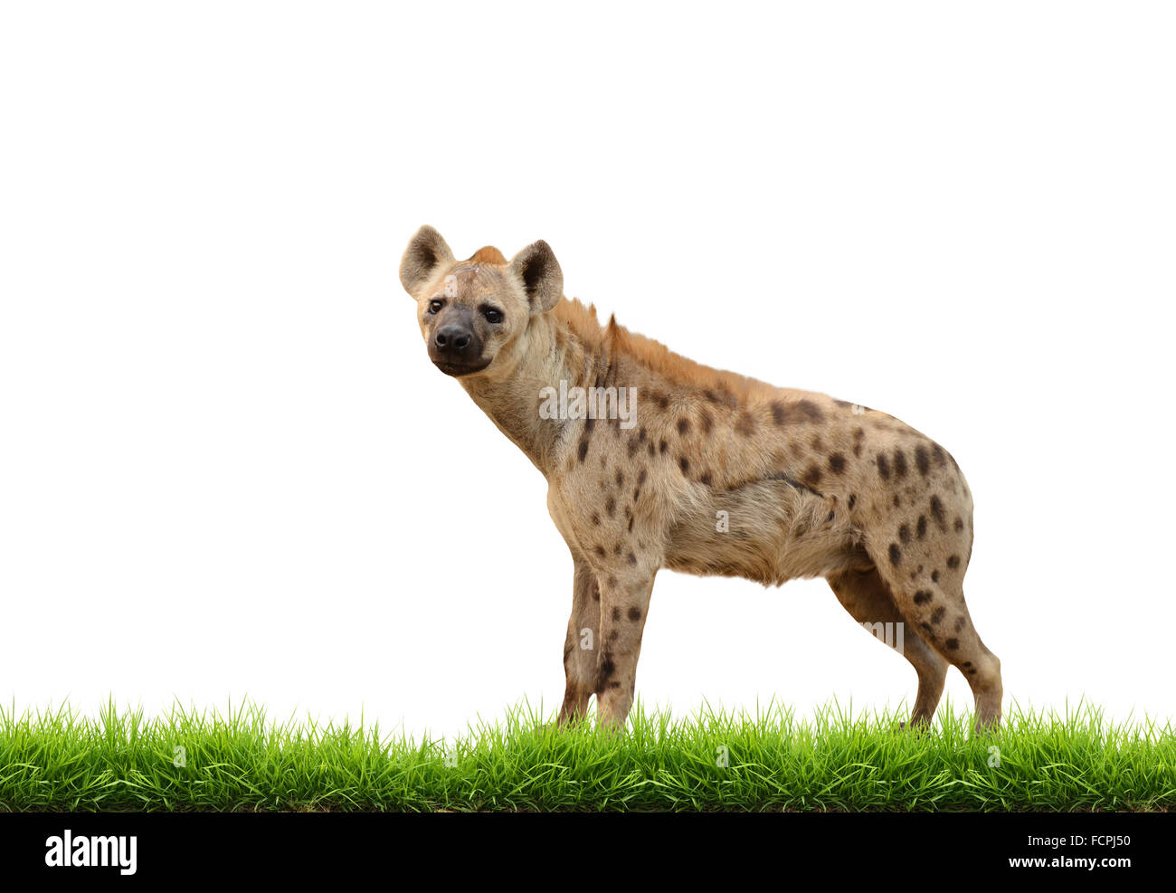 L'hyène tachetée avec de l'herbe verte isolée sur fond blanc Banque D'Images