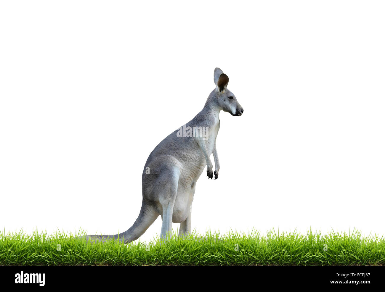 Kangourou gris avec de l'herbe verte isolée sur fond blanc Banque D'Images