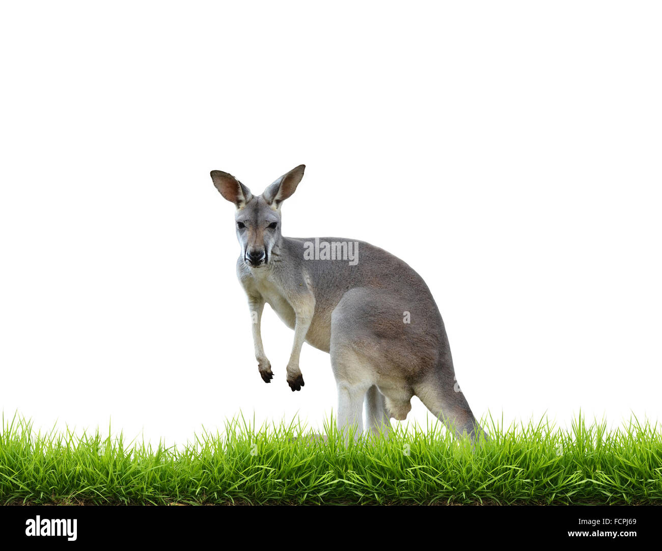Kangourou gris avec de l'herbe verte isolée sur fond blanc Banque D'Images