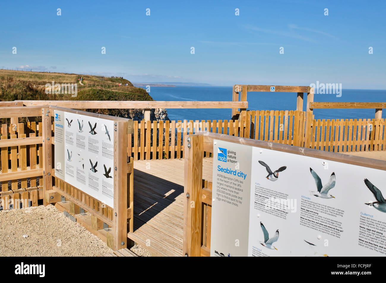 Falaises de Bempton RSPB ; Point d'observation Yorkshire ; UK Banque D'Images