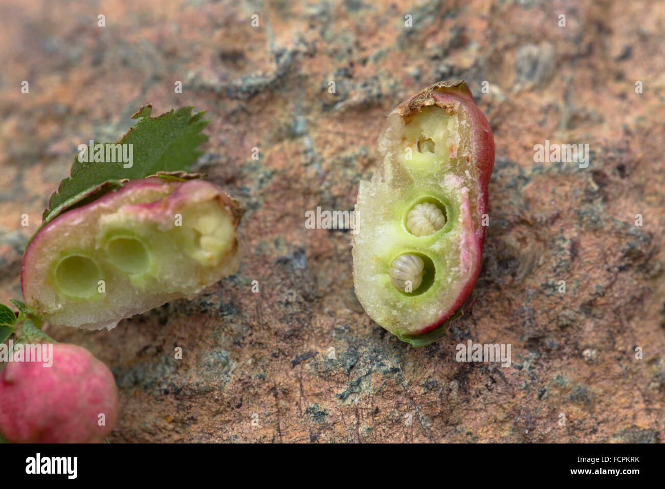 Burnett Rose Gall ; montrant les vers blancs, Cornwall, UK Banque D'Images