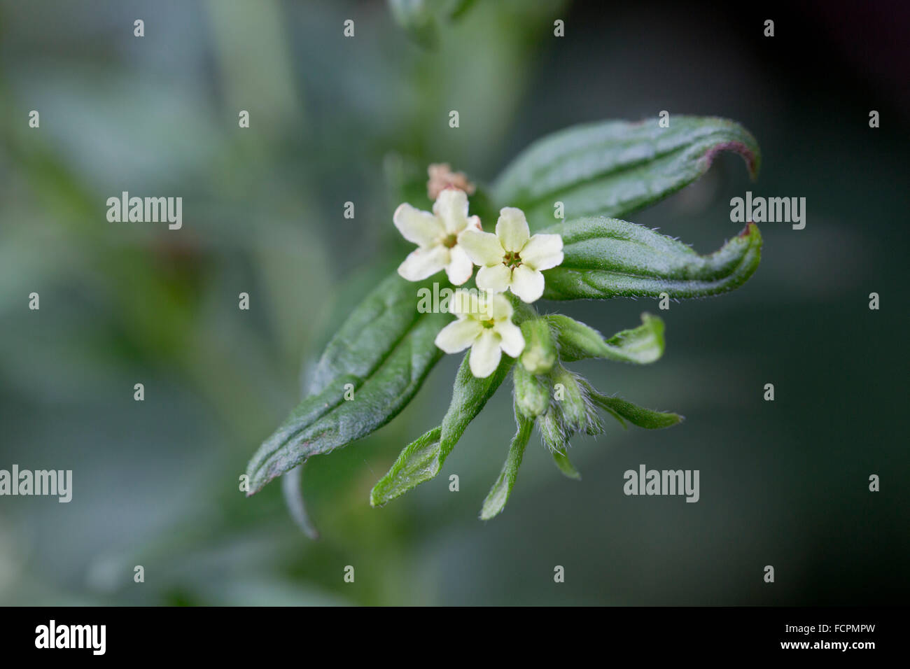 Grémil Lithospermum officinale commun ; fleurs ; Royaume-Uni ; d'Anglesey Banque D'Images