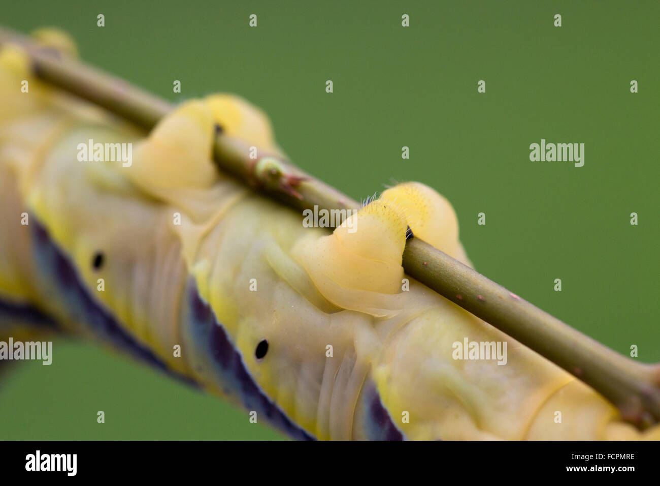 Tête de mort - Acherontia atropos Sphynx larve ; seul on Twig ; détail de jambes ; Cornwall UK Banque D'Images