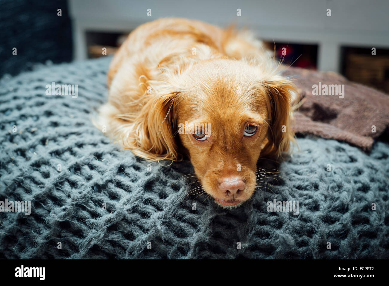 Mâle Brown Spaniel dog au repos ou posant sur oreiller gris foncé Banque D'Images