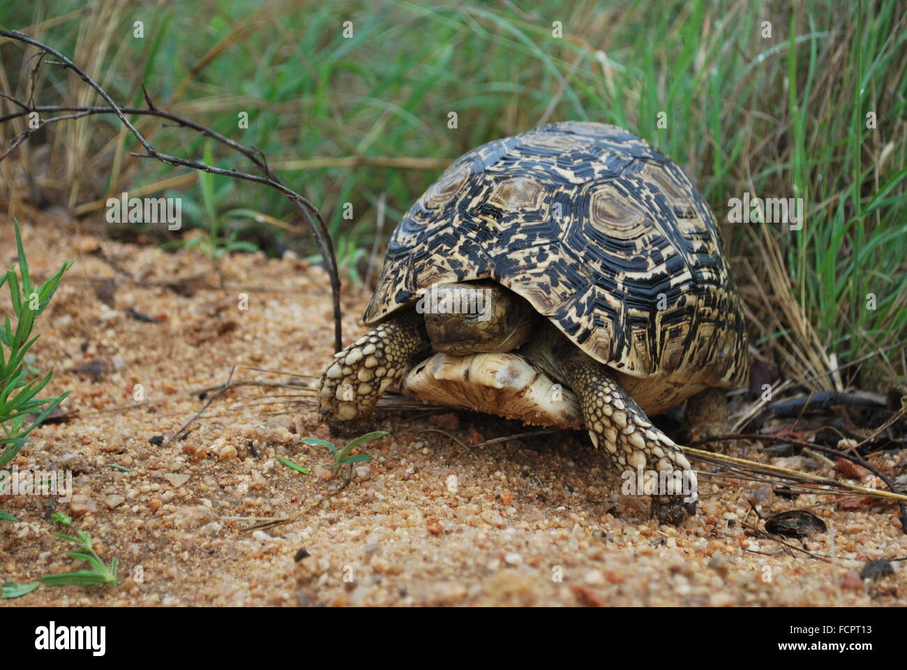 Tortue dans le Parc National Kruger, Afrique du Sud Banque D'Images
