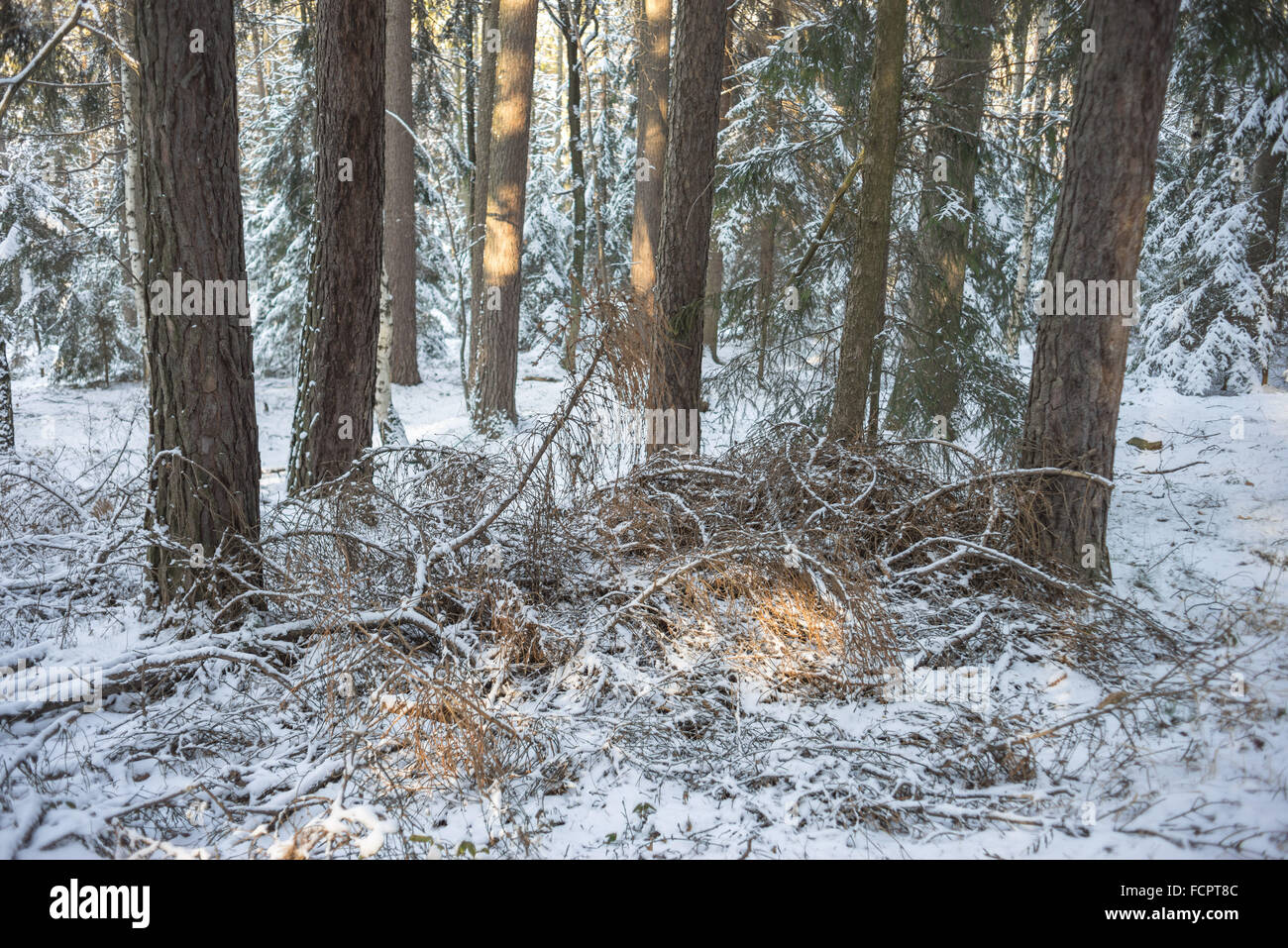 Le silence froid winer forêt couverte de neige Banque D'Images