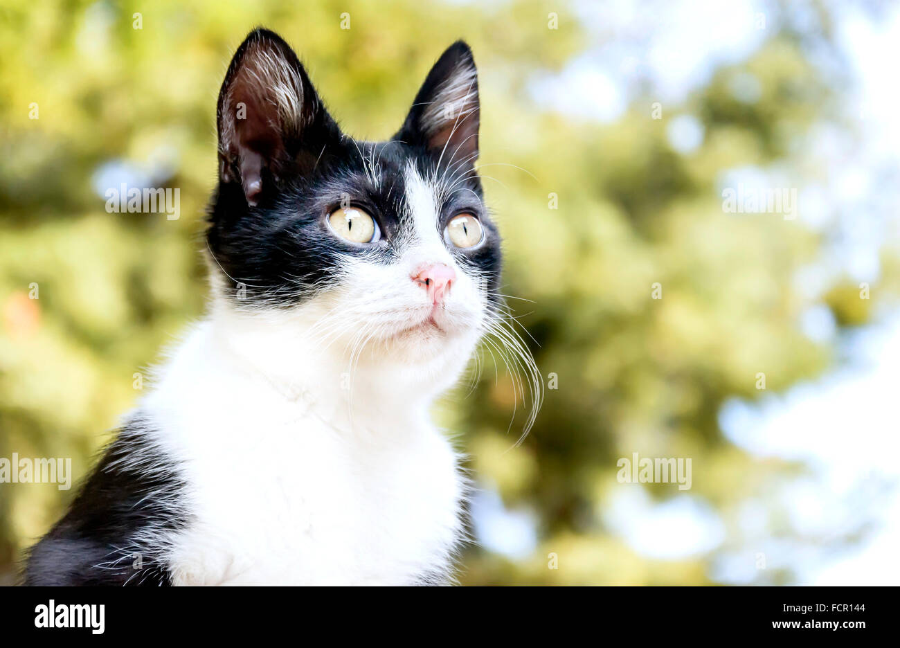 Chat noir et blanc Banque D'Images