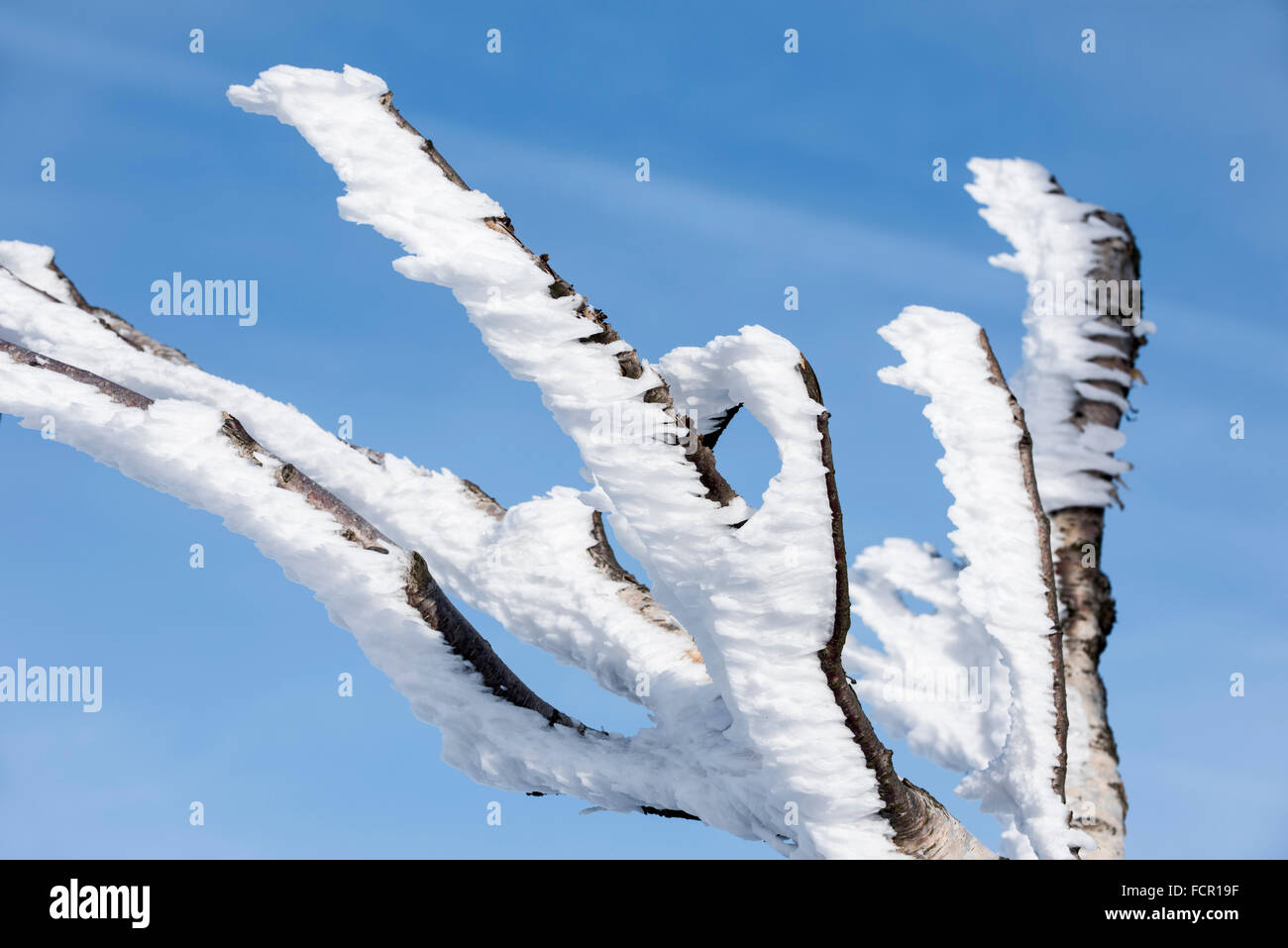 Des brindilles d'arbres de bouleau blanc recouvert de givre et de neige en hiver, montrant la formation de cristaux de glace pointant dans la même direction par le vent Banque D'Images