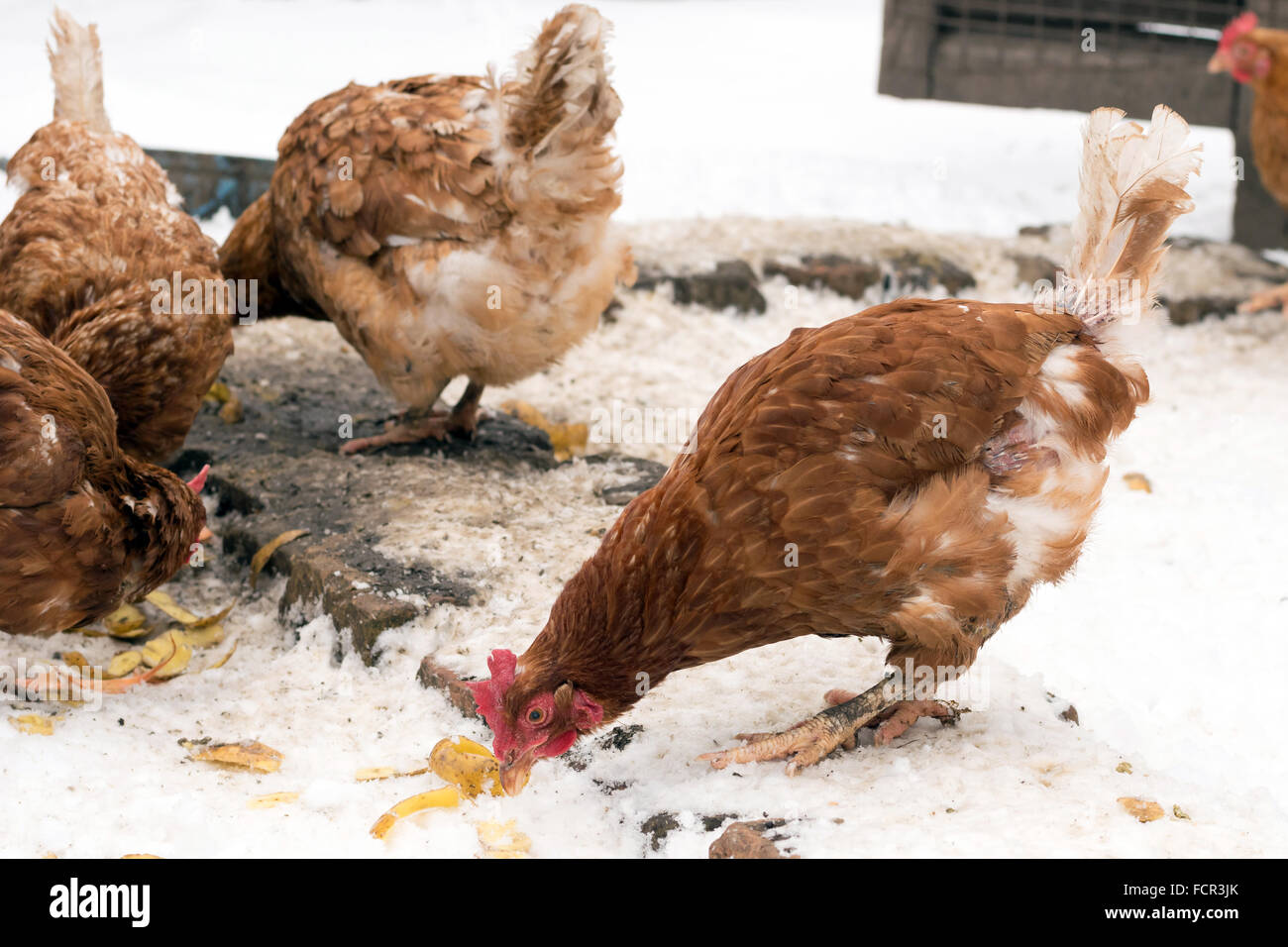 L'alimentation des poules dans la cour de poule Banque D'Images