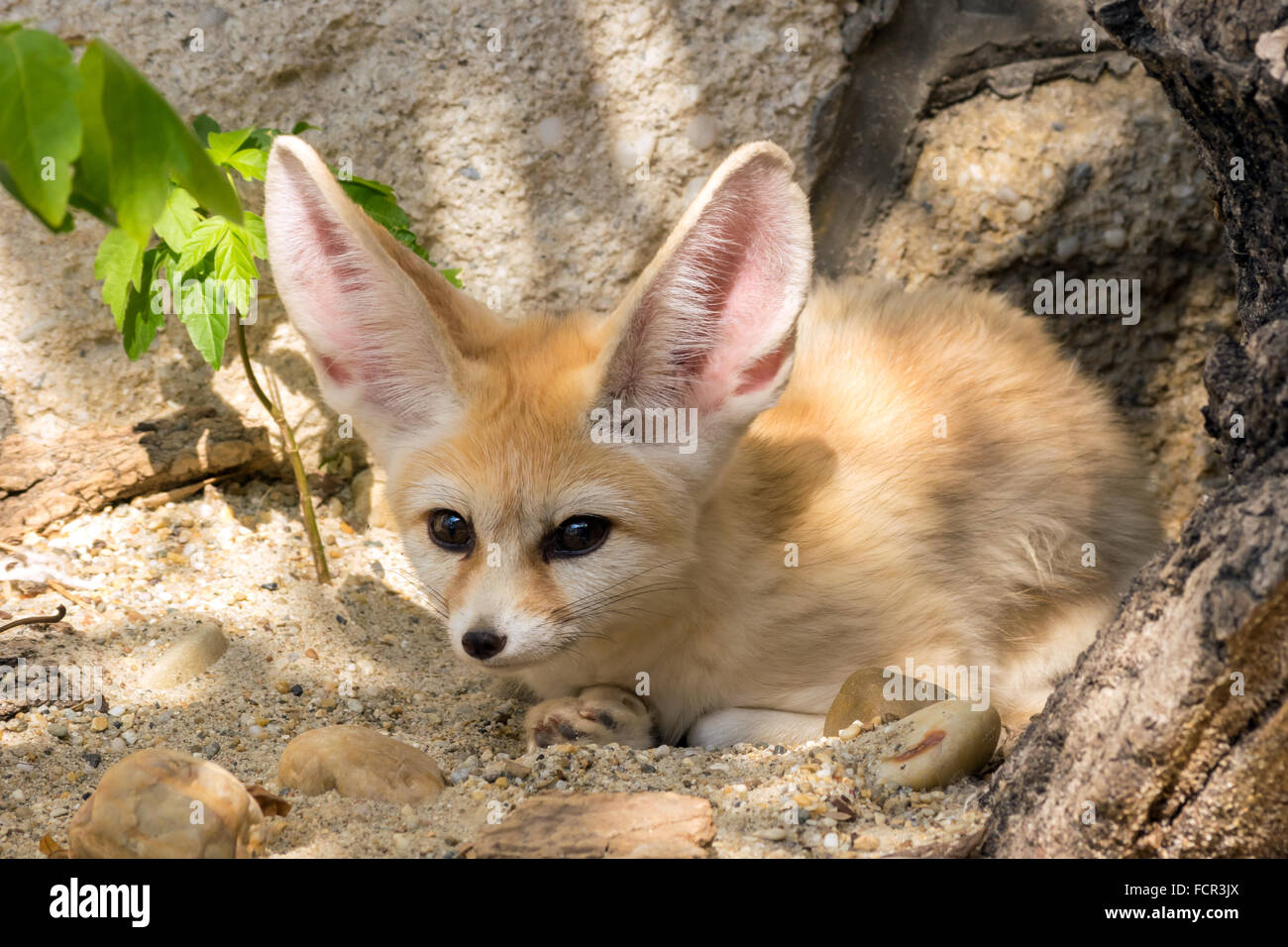 Fennec fox (Vulpes zerda) Banque D'Images