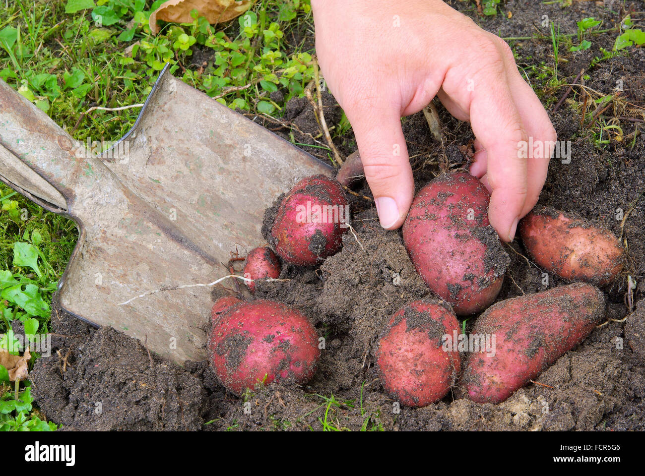 Kartoffeln ernten - récolte de pommes de terre 03 Banque D'Images