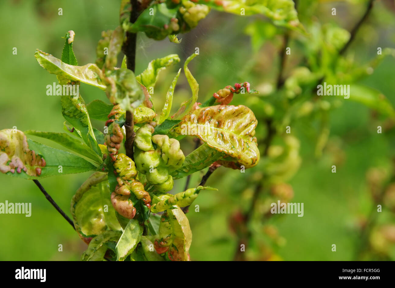 Kräuselkrankheit - leaf curl 08 Banque D'Images