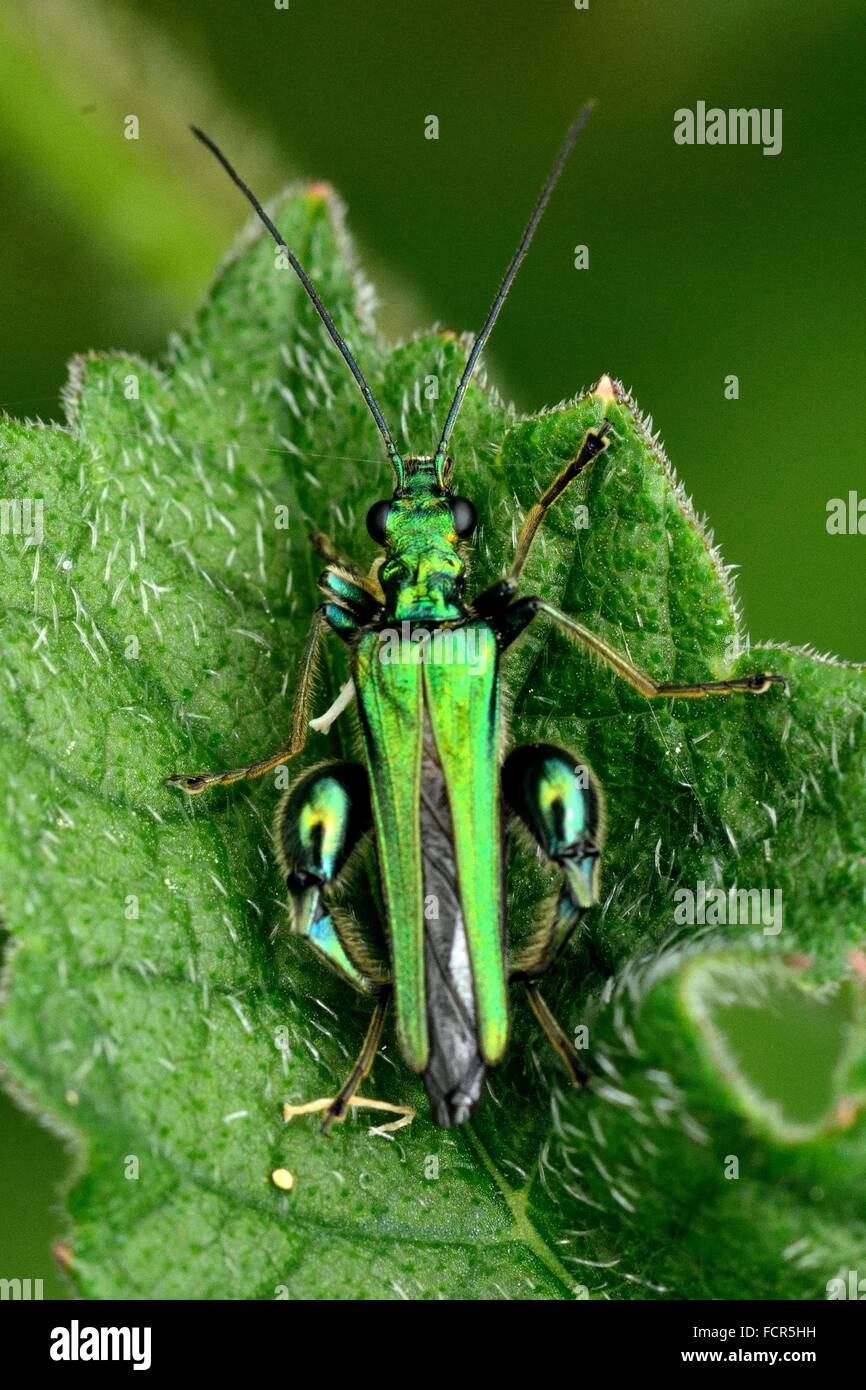 Gonflement-thighed beetle (Oedemera nobilis) à partir de ci-dessus. Un scarabée mâle dans la famille Oedemeridae, avec des fémurs Banque D'Images