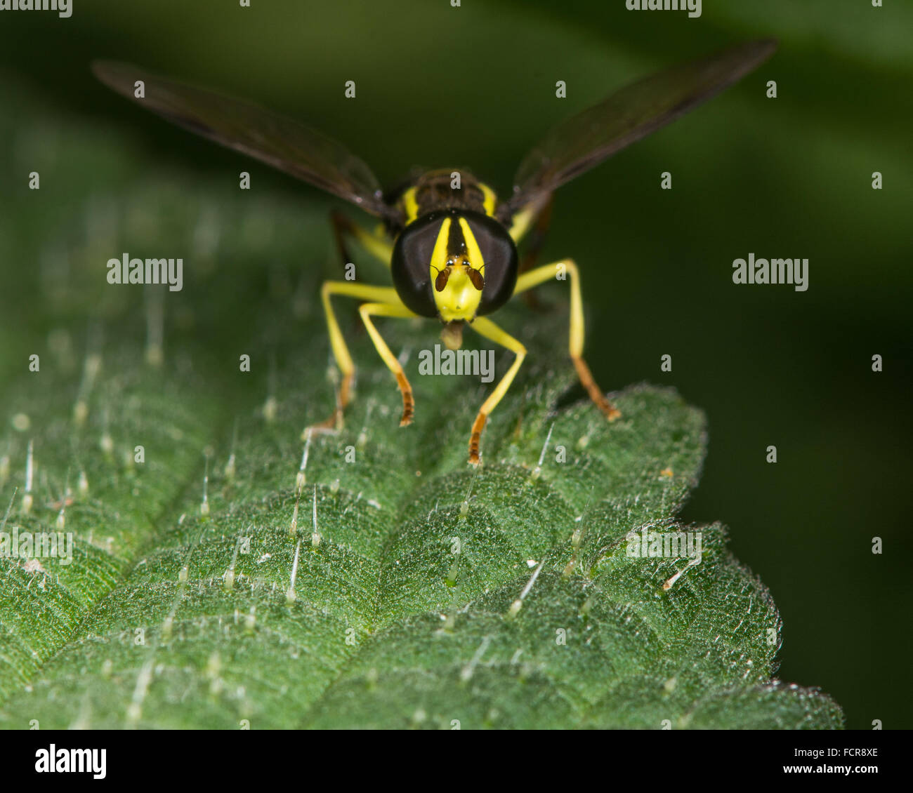 Xanthogramma pedissequum hoverfly. Une couleur lumineuse hoverfly dans la famille Syrphidae vu de face Banque D'Images