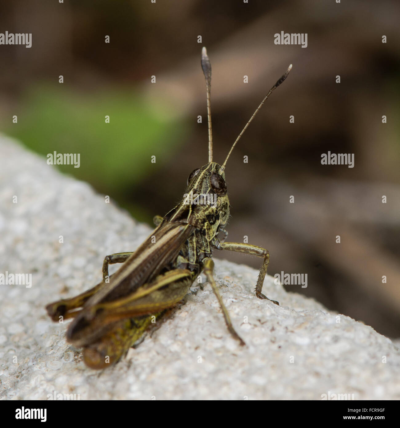 Bruant sauterelle (Gomphocerippus rufus). Une sauterelle dans la famille Acrididae, montrant des antennes en forme de massue Banque D'Images
